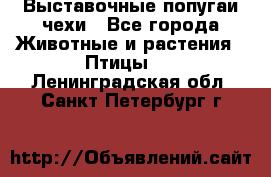 Выставочные попугаи чехи - Все города Животные и растения » Птицы   . Ленинградская обл.,Санкт-Петербург г.